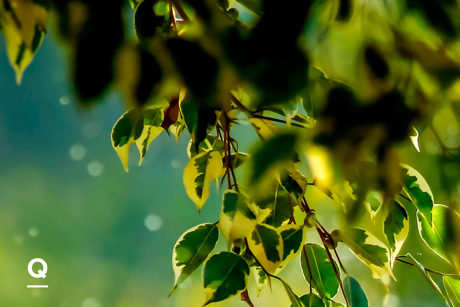 Semana do Meio Ambiente: abraçando a beleza sustentável